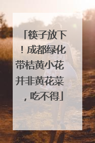 筷子放下！成都绿化带桔黄小花并非黄花菜，吃不得