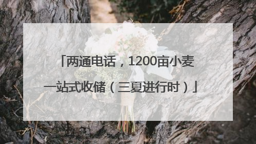 两通电话，1200亩小麦一站式收储（三夏进行时）