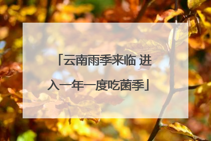 云南雨季来临 进入一年一度吃菌季