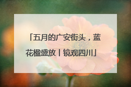 五月的广安街头，蓝花楹盛放丨镜观四川