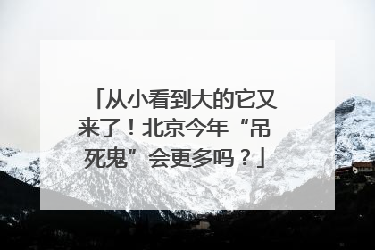 从小看到大的它又来了！北京今年“吊死鬼”会更多吗？
