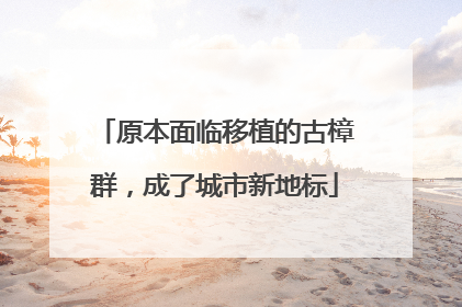 原本面临移植的古樟群，成了城市新地标