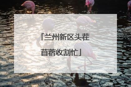 兰州新区头茬苜蓿收割忙