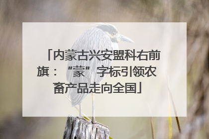 内蒙古兴安盟科右前旗：“蒙”字标引领农畜产品走向全国