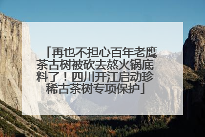 再也不担心百年老鹰茶古树被砍去熬火锅底料了！四川开江启动珍稀古茶树专项保护