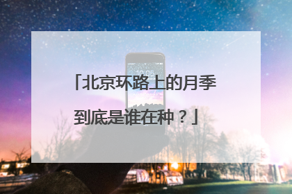 北京环路上的月季到底是谁在种？