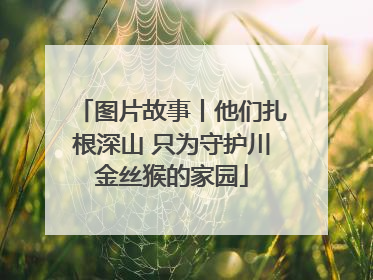 图片故事丨他们扎根深山 只为守护川金丝猴的家园