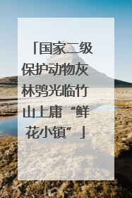 国家二级保护动物灰林鸮光临竹山上庸“鲜花小镇”