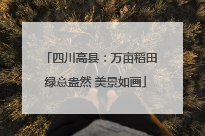 四川高县：万亩稻田绿意盎然 美景如画