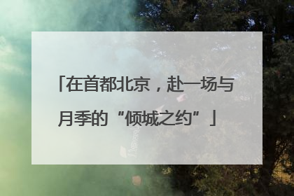 在首都北京，赴一场与月季的“倾城之约”