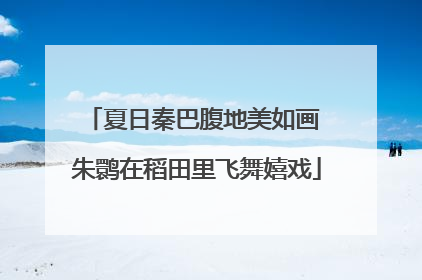 夏日秦巴腹地美如画 朱鹮在稻田里飞舞嬉戏