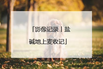 影像记录丨盐碱地上麦收记