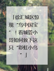 徐汇城区惊现“鸟中国宝”！看城管小哥如何救下这只“彩虹小鸟”