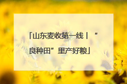 山东麦收第一线丨“良种田”里产好粮