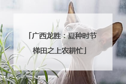 广西龙胜：夏种时节 梯田之上农耕忙