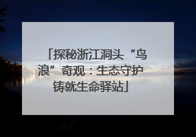 探秘浙江洞头“鸟浪”奇观：生态守护铸就生命驿站