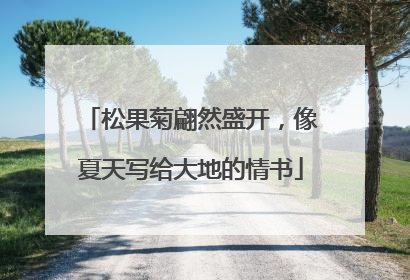 松果菊翩然盛开，像夏天写给大地的情书