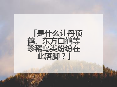 是什么让丹顶鹤、东方白鹳等珍稀鸟类纷纷在此落脚？