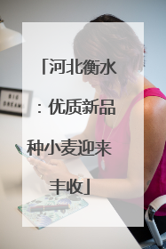 河北衡水：优质新品种小麦迎来丰收