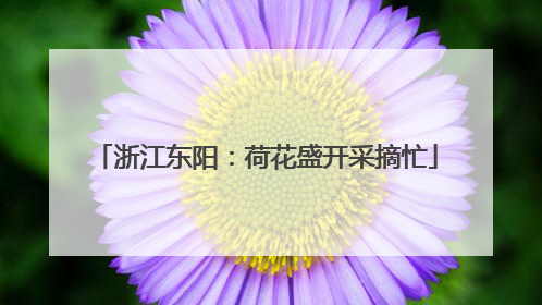 浙江东阳：荷花盛开采摘忙