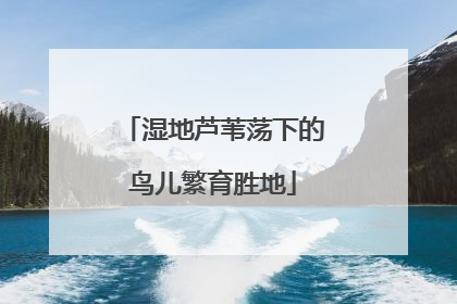 湿地芦苇荡下的鸟儿繁育胜地