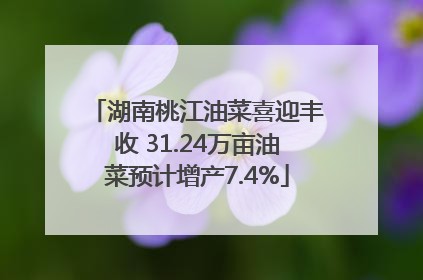 湖南桃江油菜喜迎丰收 31.24万亩油菜预计增产7.4%