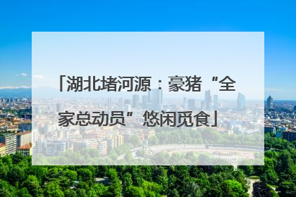 湖北堵河源：豪猪“全家总动员”悠闲觅食