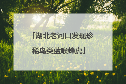 湖北老河口发现珍稀鸟类蓝喉蜂虎