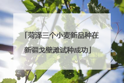 菏泽三个小麦新品种在新疆戈壁滩试种成功