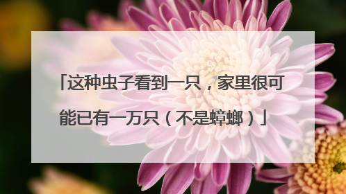 这种虫子看到一只，家里很可能已有一万只（不是蟑螂）