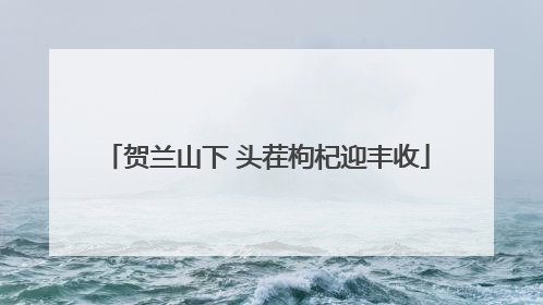 贺兰山下 头茬枸杞迎丰收