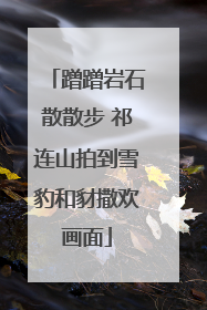 蹭蹭岩石散散步 祁连山拍到雪豹和豺撒欢画面