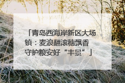 青岛西海岸新区大场镇：麦浪翻滚穗飘香 守护粮安好“丰景”