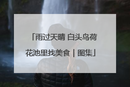 雨过天晴 白头鸟荷花池里找美食｜图集