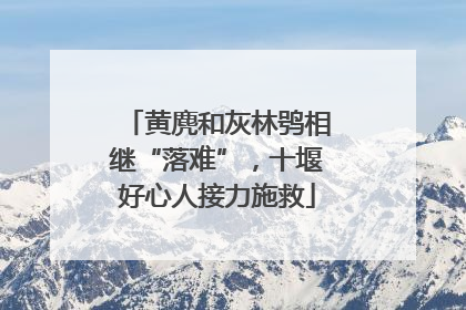 黄麂和灰林鸮相继“落难”，十堰好心人接力施救