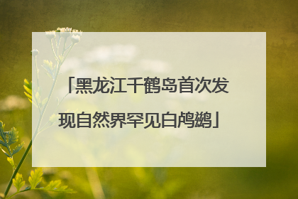 黑龙江千鹤岛首次发现自然界罕见白鸬鹚