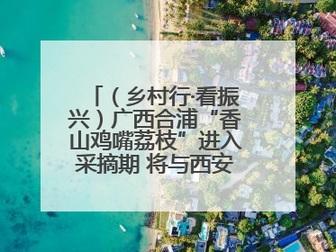 （乡村行·看振兴）广西合浦“香山鸡嘴荔枝”进入采摘期 将与西安“梦幻联动”