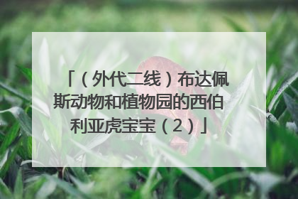 （外代二线）布达佩斯动物和植物园的西伯利亚虎宝宝（2）