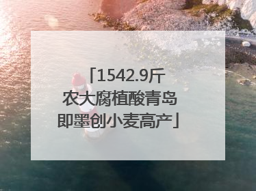 1542.9斤 农大腐植酸青岛即墨创小麦高产