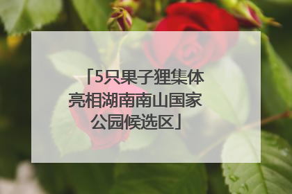5只果子狸集体亮相湖南南山国家公园候选区